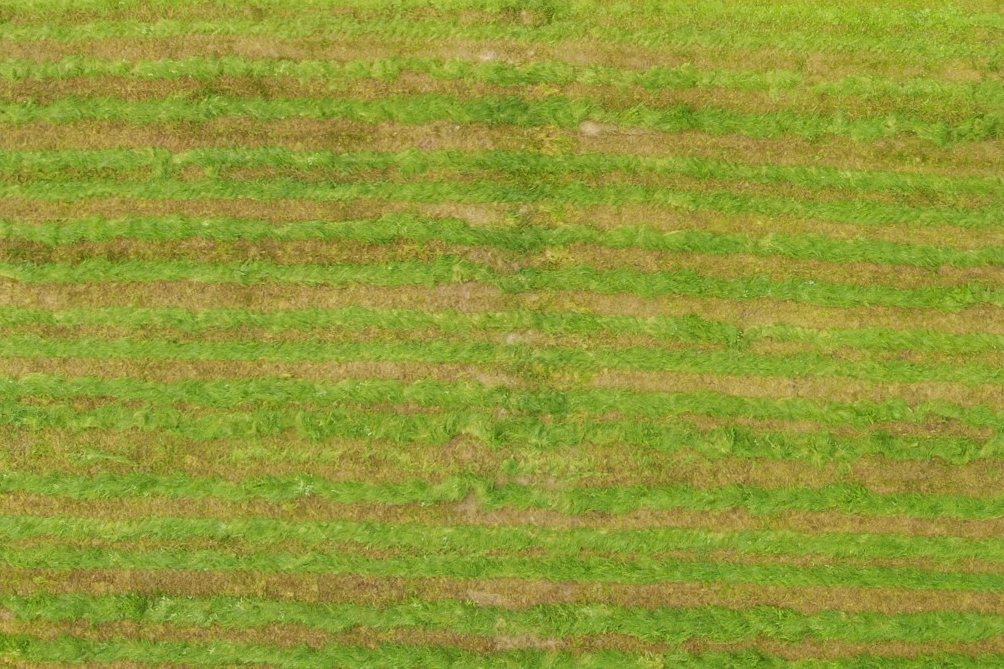 Freshly mowed section of the same lawn with stripes