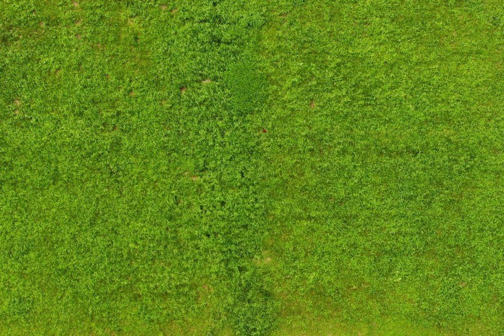 Uncut, shaggy section of a lawn