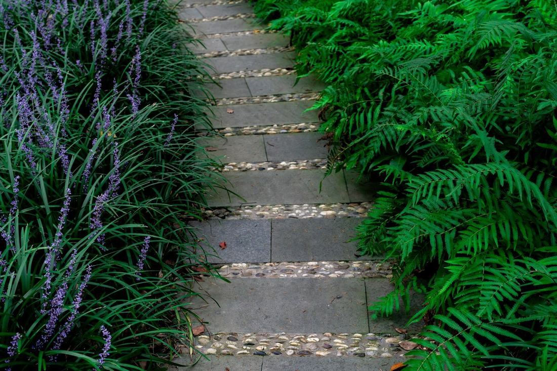 Stone steps lined with ferns and liriope