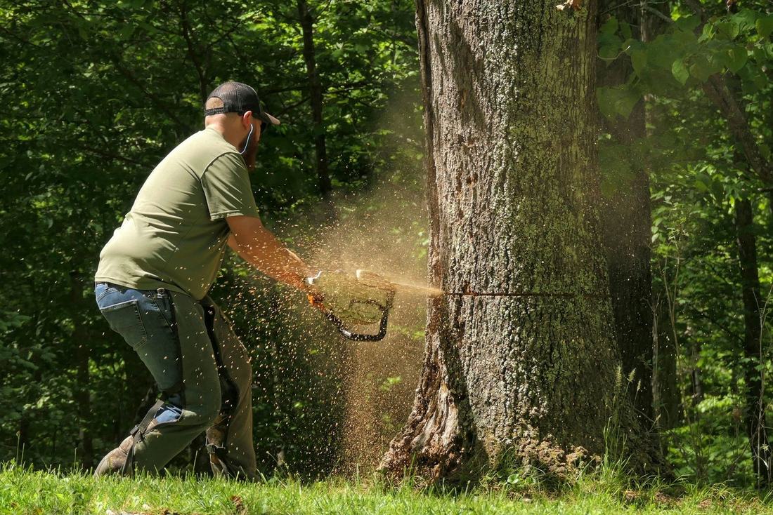 Tree crew member cutting with a chainsaw